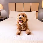 Sonesta Simply Suites Pittsburgh Airport